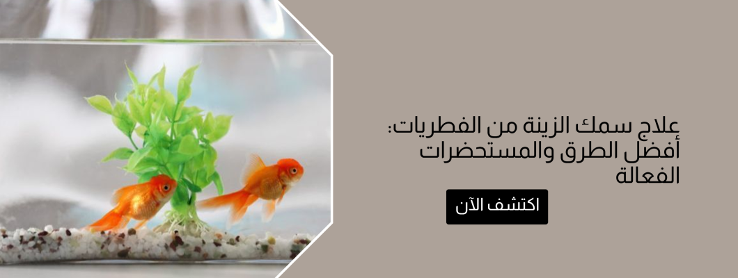 علاج سمك الزينة من الفطريات: أفضل الطرق والمستحضرات الفعالة علاج سمك الزينة من الفطريات: أفضل الطرق والمستحضرات الفعالة