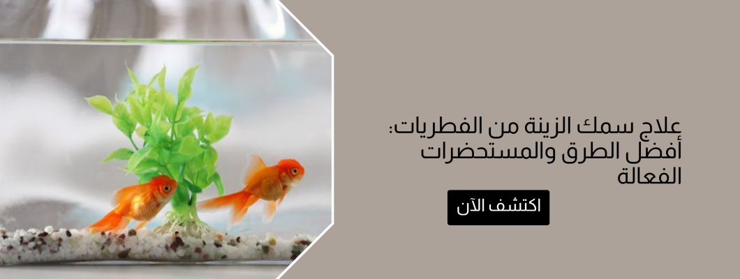 علاج سمك الزينة من الفطريات: أفضل الطرق والمستحضرات الفعالة علاج سمك الزينة من الفطريات: أفضل الطرق والمستحضرات الفعالة