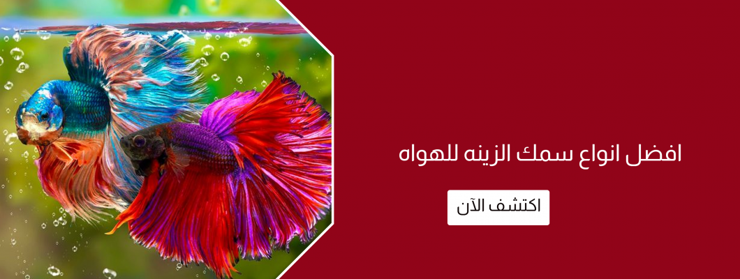 افضل انواع سمك الزينه للهواه افضل انواع سمك الزينه للهواه