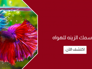 افضل انواع سمك الزينه للهواه