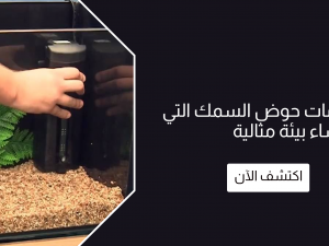 أهم مستلزمات حوض السمك التي تحتاجها لإنشاء بيئة مثالية