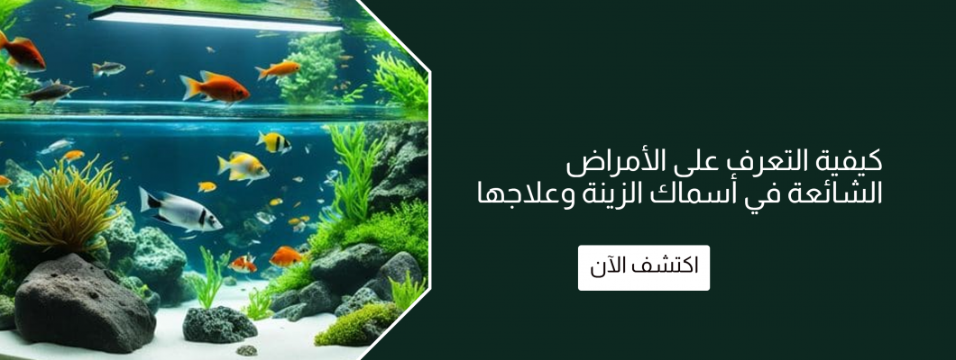 كيفية التعرف على الأمراض الشائعة في أسماك الزينة وعلاجها