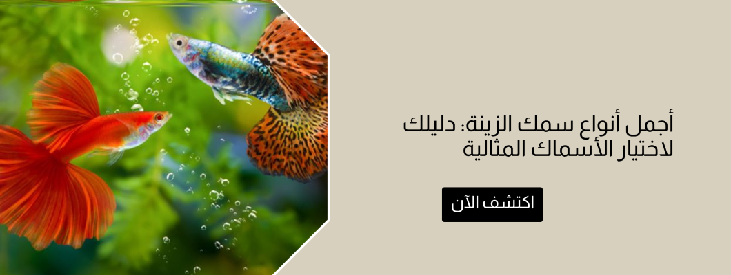 أجمل أنواع سمك الزينة: دليلك لاختيار الأسماك المثالية أجمل أنواع سمك الزينة: دليلك لاختيار الأسماك المثالية