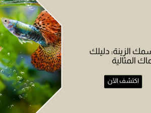 أجمل أنواع سمك الزينة: دليلك لاختيار الأسماك المثالية