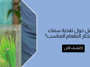 الدليل الشامل حول تغذية سمك الزينة: كيف تختار الطعام المناسب؟