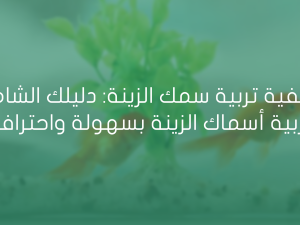 كيفية تربية سمك الزينة دليلك الشامل