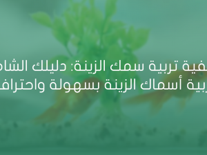 كيفية تربية سمك الزينة دليلك الشامل كيفية تربية سمك الزينة دليلك الشامل