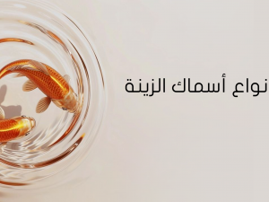 أشهر أنواع أسماك الزينة للتربية أشهر أنواع أسماك الزينة للتربية