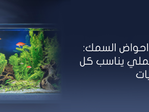 تجهيز احواض السمك: دليل عملي يناسب كل الميزانيات