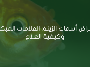 أمراض أسماك الزينة: العلامات المبكرة وكيفية العلاج