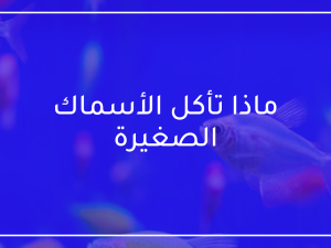 ماذا تأكل الأسماك الصغيرة