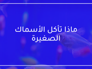 ماذا تأكل الأسماك الصغيرة ماذا تأكل الأسماك الصغيرة