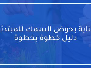 العناية بحوض السمك للمبتدئين: دليل خطوة بخطوة