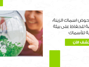 دليل العناية بحوض اسماك الزينة: خطوات مهمة 