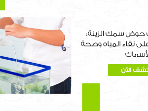 كيفية تنظيف حوض سمك الزينة: نصائح للحفاظ على الأسماك