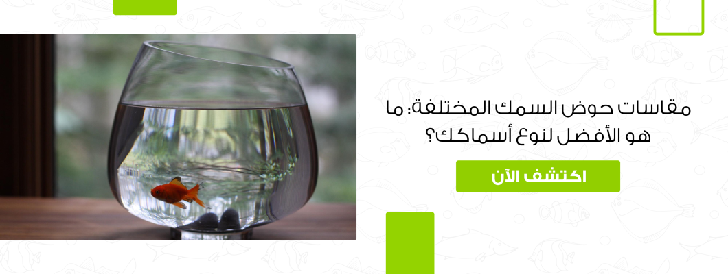 مقاسات حوض السمك المختلفة: ما هو الأفضل لنوع أسماكك؟
