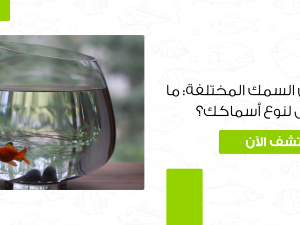 مقاسات حوض السمك المختلفة: ما هو الأفضل لنوع أسماكك؟