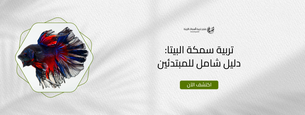 تربية سمكة البيتا: دليل شامل للمبتدئين تربية سمكة البيتا: دليل شامل للمبتدئين
