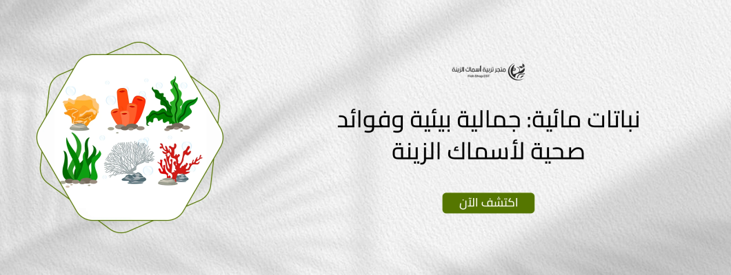 نباتات مائية: جمالية بيئية وفوائد صحية لأسماك الزينة