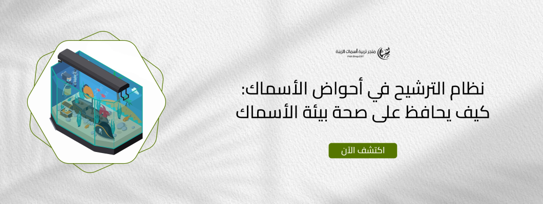 نظام الترشيح في أحواض الأسماك: كيف يحافظ على صحة بيئة الأسماك نظام الترشيح في أحواض الأسماك: كيف يحافظ على صحة بيئة الأسماك