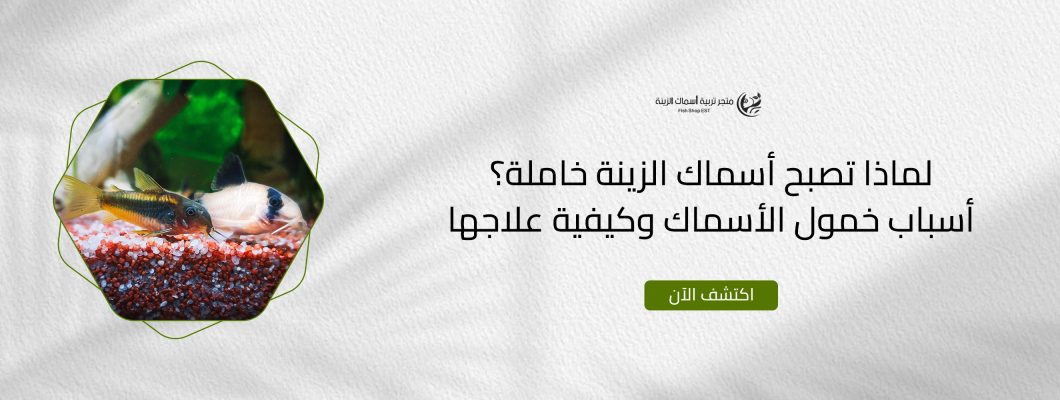 لماذا تصبح أسماك الزينة خاملة؟ أسباب خمول الأسماك وكيفية علاجها لماذا تصبح أسماك الزينة خاملة؟ أسباب خمول الأسماك وكيفية علاجها