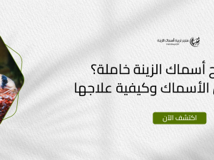 لماذا تصبح أسماك الزينة خاملة؟ أسباب خمول الأسماك وكيفية علاجها لماذا تصبح أسماك الزينة خاملة؟ أسباب خمول الأسماك وكيفية علاجها
