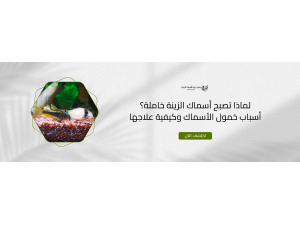 لماذا تصبح أسماك الزينة خاملة؟ أسباب خمول الأسماك وكيفية علاجها