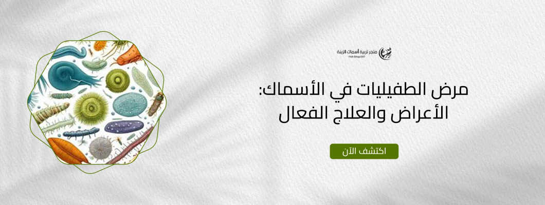 مرض الطفيليات في الأسماك: الأعراض والعلاج الفعال