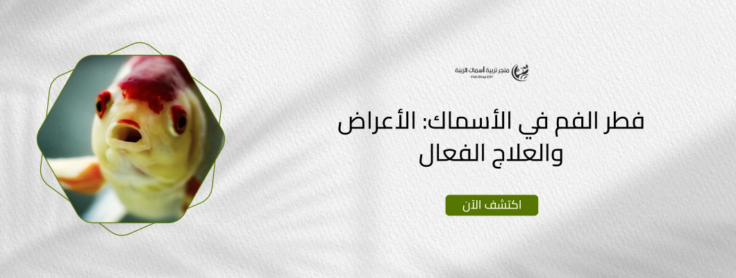فطر الفم في الأسماك: الأعراض والعلاج الفعال