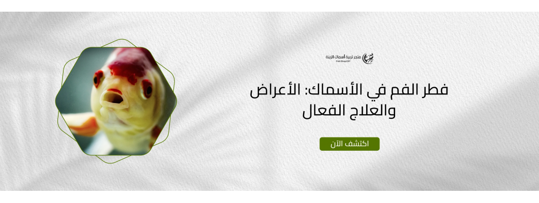 فطر الفم في الأسماك: الأعراض والعلاج الفعال فطر الفم في الأسماك: الأعراض والعلاج الفعال