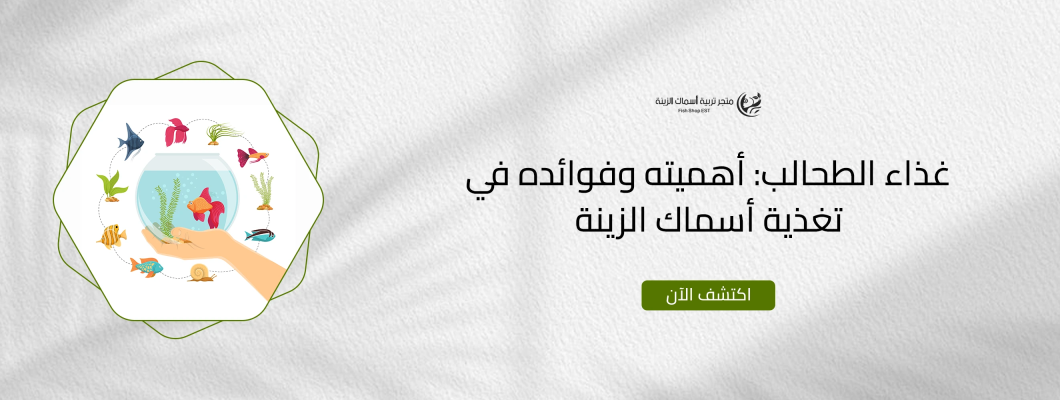 غذاء الطحالب: أهميته وفوائده في تغذية أسماك الزينة غذاء الطحالب: أهميته وفوائده في تغذية أسماك الزينة