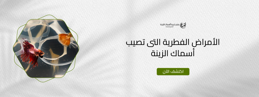 الأمراض الفطرية التى تصيب أسماك الزينة الأمراض الفطرية التى تصيب أسماك الزينة