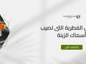 الأمراض الفطرية التى تصيب أسماك الزينة