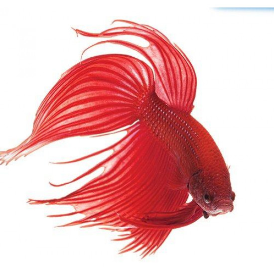 API - BettaFix  50ml