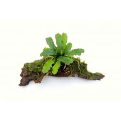 اكواب Live Plant