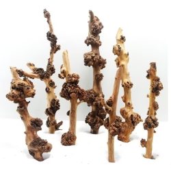 أخشاب ساق سافا الطبيعية - Sava Wood aquarium