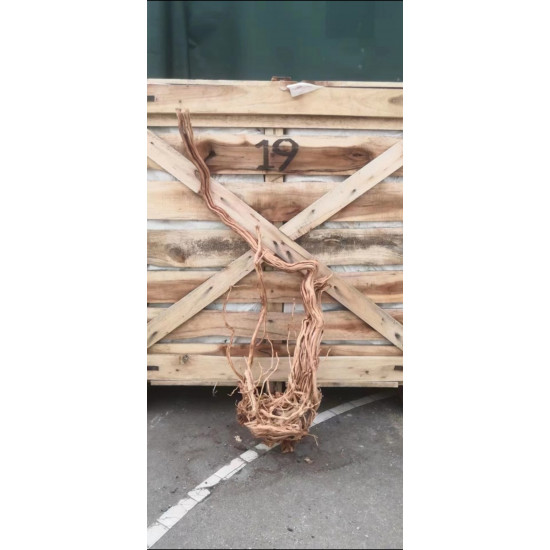 خشب من لنوع Azalea Wood حجم XXXL (معالج) خشب من لنوع Azalea Wood حجم XXXL (معالج)