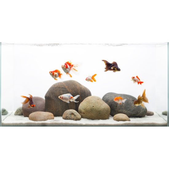 صخور ملساء بأحجام وألوان مختلفة - Smooth round boulders صخور ملساء بأحجام وألوان مختلفة - Smooth round boulders