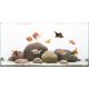 صخور ملساء بأحجام وألوان مختلفة - Smooth round boulders صخور ملساء بأحجام وألوان مختلفة - Smooth round boulders