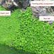 بذور نباتات خاصة لحوض الأسماك - Small Leaf Seeds بذور نباتات خاصة لحوض الأسماك - Small Leaf Seeds