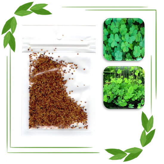 بذور نباتات خاصة لحوض الأسماك - Lucky Grass Seeds بذور نباتات خاصة لحوض الأسماك - Lucky Grass Seeds