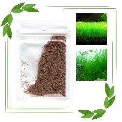 بذور نباتات خاصة لحوض الأسماك - Small Cow Hair Grass