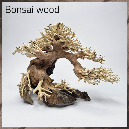 خشب من النوع Bonsai wood مجسم رقم 1 خشب من النوع Bonsai wood مجسم رقم 1