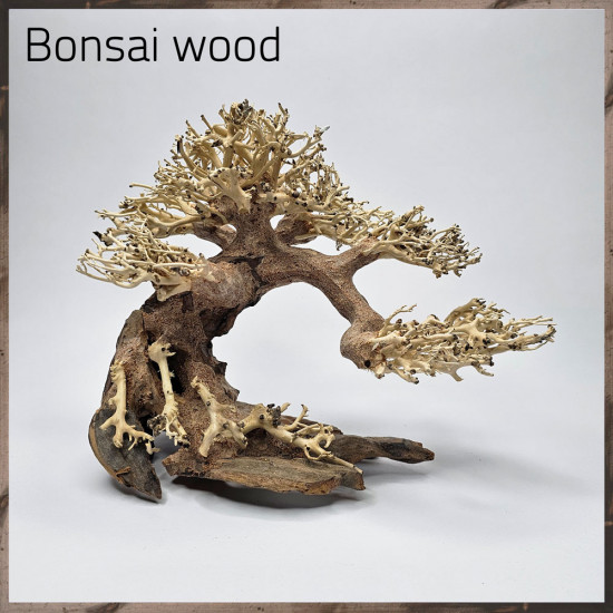 خشب من النوع Bonsai wood مجسم رقم 2 خشب من النوع Bonsai wood مجسم رقم 2