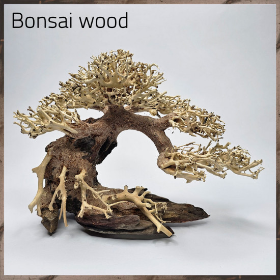 خشب من النوع Bonsai wood مجسم رقم 6 خشب من النوع Bonsai wood مجسم رقم 6