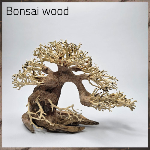 خشب من النوع Bonsai wood مجسم رقم 9 خشب من النوع Bonsai wood مجسم رقم 9