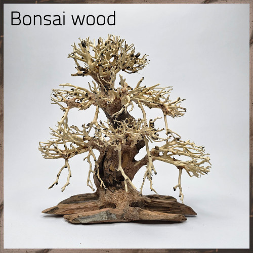 خشب من النوع Bonsai wood مجسم رقم 11 خشب من النوع Bonsai wood مجسم رقم 11