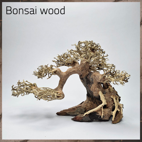 خشب من النوع Bonsai wood مجسم رقم 12 خشب من النوع Bonsai wood مجسم رقم 12