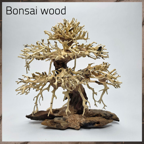 خشب من النوع Bonsai wood مجسم رقم 14 خشب من النوع Bonsai wood مجسم رقم 14