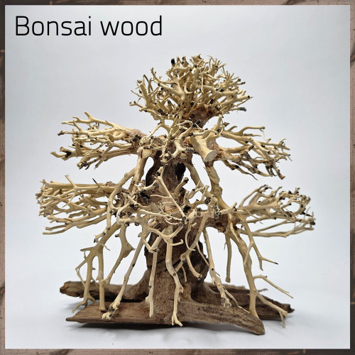 خشب من النوع Bonsai wood مجسم رقم 15 خشب من النوع Bonsai wood مجسم رقم 15